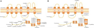 Efficacy of Anti-seizure Medications, Quinidine, and Ketogenic Diet Therapy for KCNT1-Related Epilepsy and Genotype-Efficacy Correlation Analysis